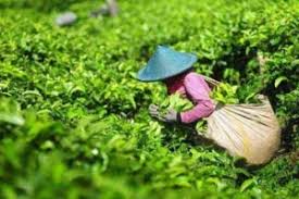 Digital Farming sebagai Fondasi Transformasi Pertanian Modern di Indonesia